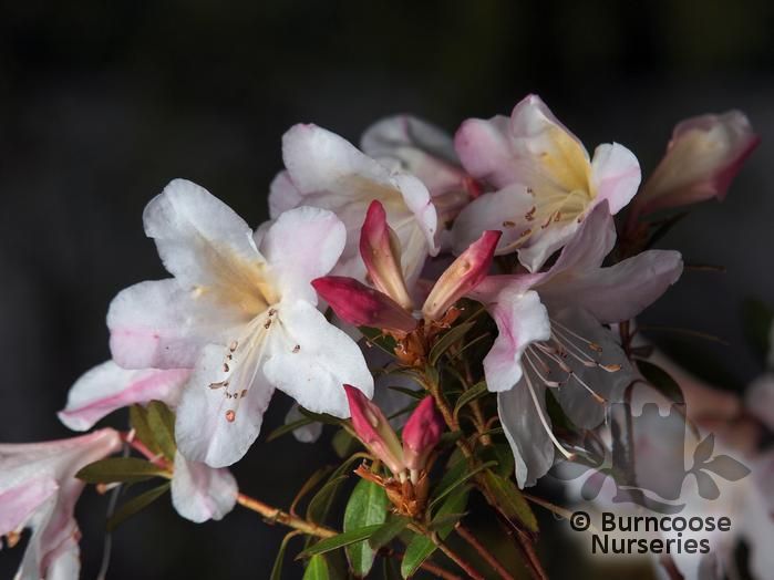 RHODODENDRON formosum  