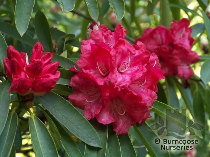 RHODODENDRON 'Glory of Penjerrick'  