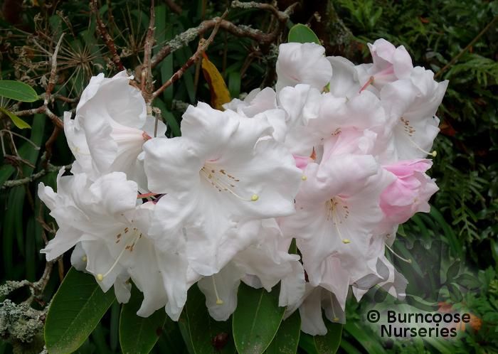 RHODODENDRON 'Halopeanum'  