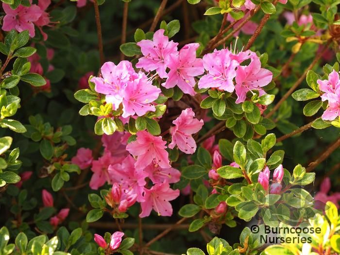 AZALEA - EVERGREEN kiusianum  