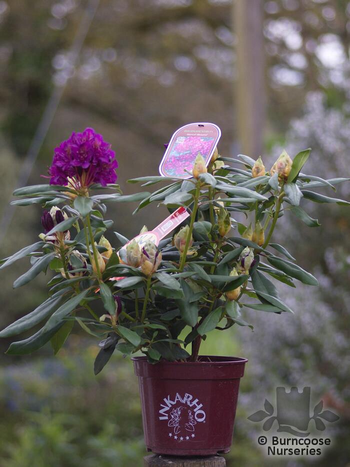 Rhododendron �Marcel Menard� Inkarho from Burncoose