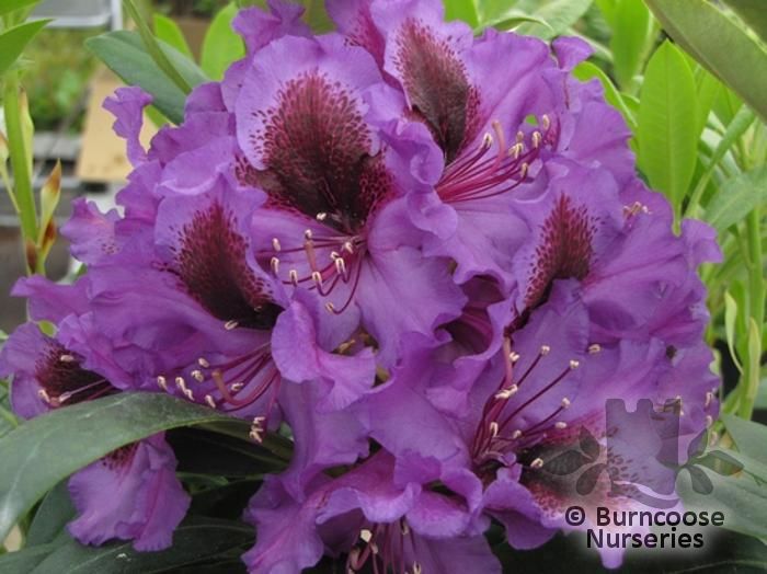 RHODODENDRON 'Orakel'  