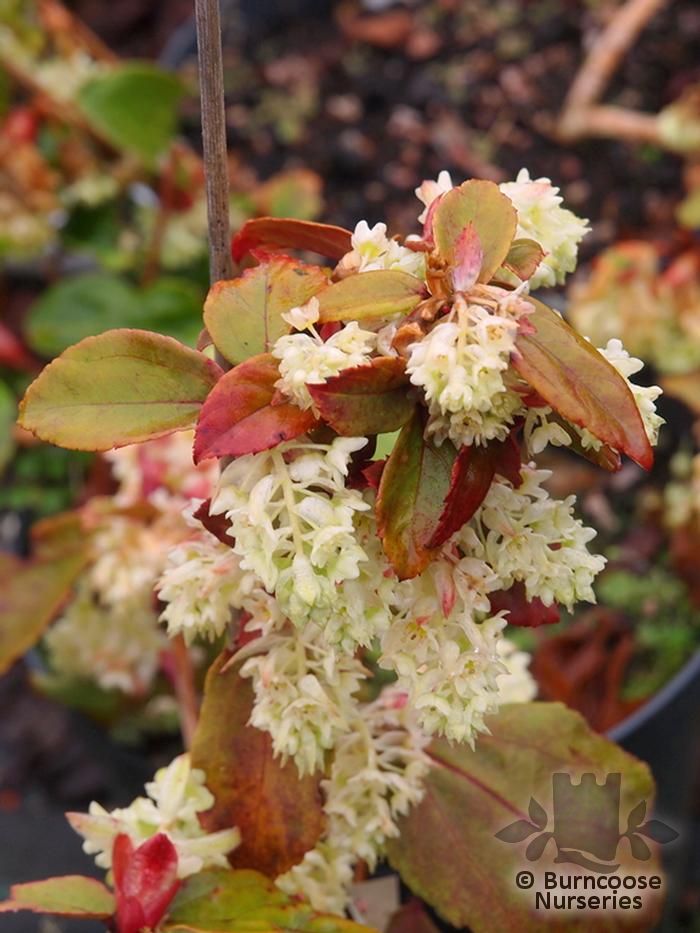 Garden & Outdoors Sent in 9cm pots Ribes Laurifolium Amy Doncaster
