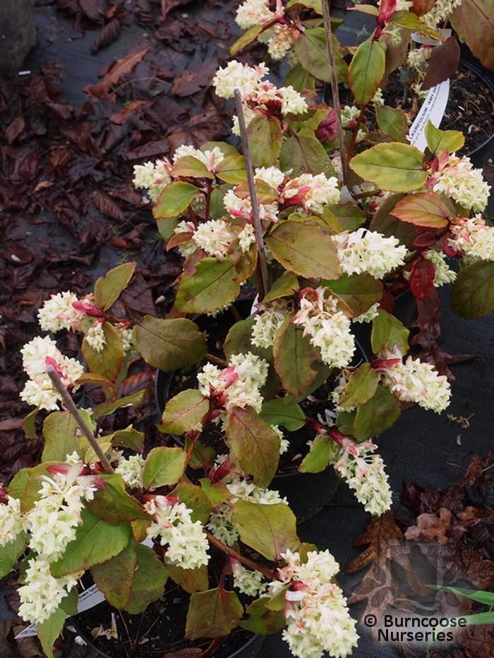 Garden & Outdoors Sent in 9cm pots Ribes Laurifolium Amy Doncaster