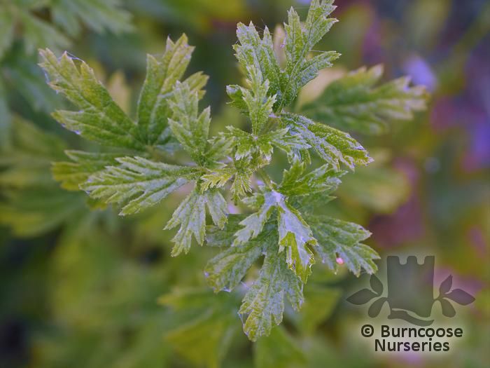 RIBES sanguineum 'Oregon Snowflake' 