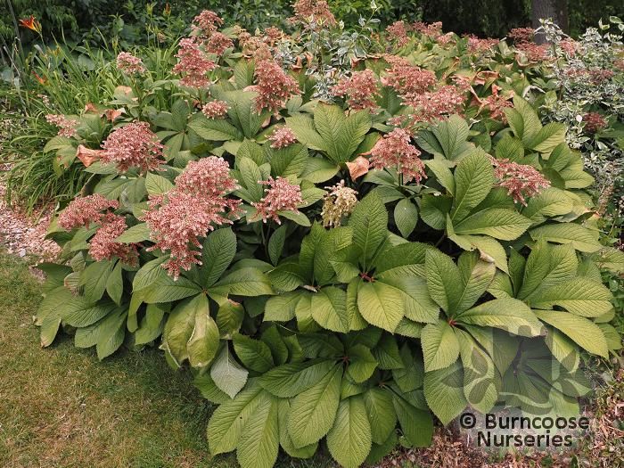 RODGERSIA pinnata  