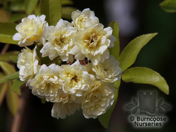 ROSA banksiae 'Lutea' 