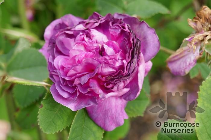 Rosa 'Belle De Crécy' from Burncoose Nurseries SHRUB AND SPECIES