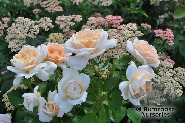 Rosa 'Champagne Moment' from Burncoose Nurseries POLYANTHA