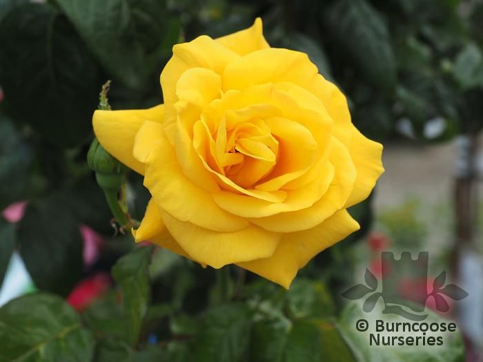 ROSA 'Golden Wedding'  
