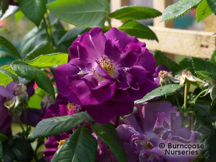 Rosa Rhapsody Rosa 'Rhapsody In Blue' from Burncoose Nurseries POLYANTHA & FLORIBUNDA