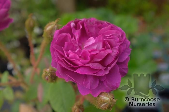 ROSA 'Souvenir du Docteur Jamain'  
