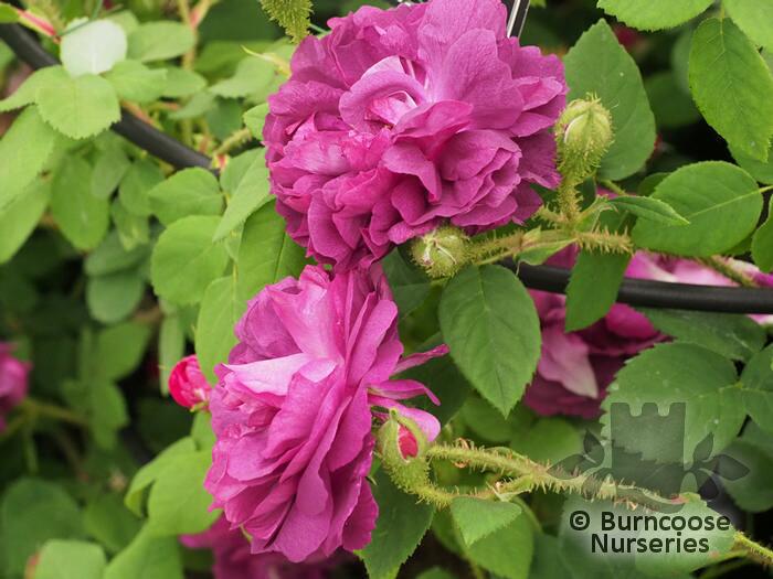 Rosa 'William Lobb' from Burncoose Nurseries SHRUB AND SPECIES