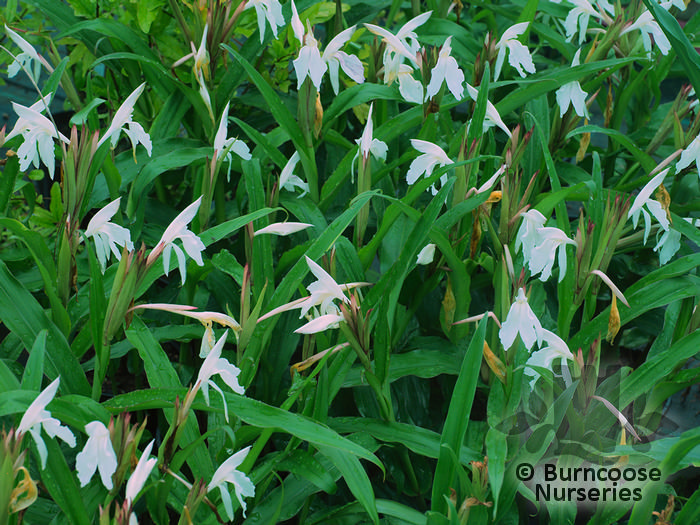 ROSCOEA   
