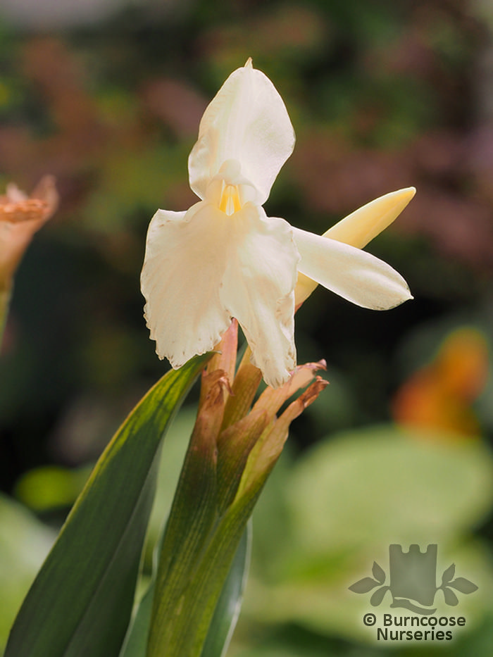 ROSCOEA 'Kew Beauty'  