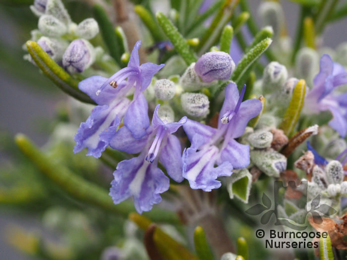 ROSMARINUS officinalis 'Roman Beauty' 
