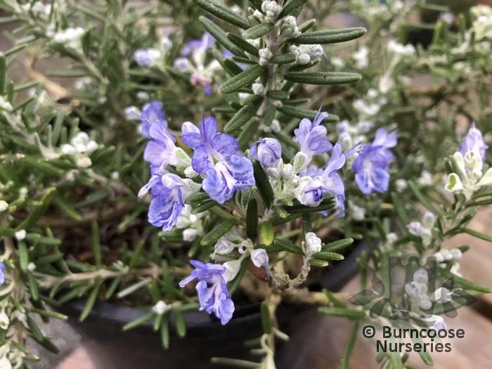 ROSMARINUS officinalis 'Whitewater Silver' 