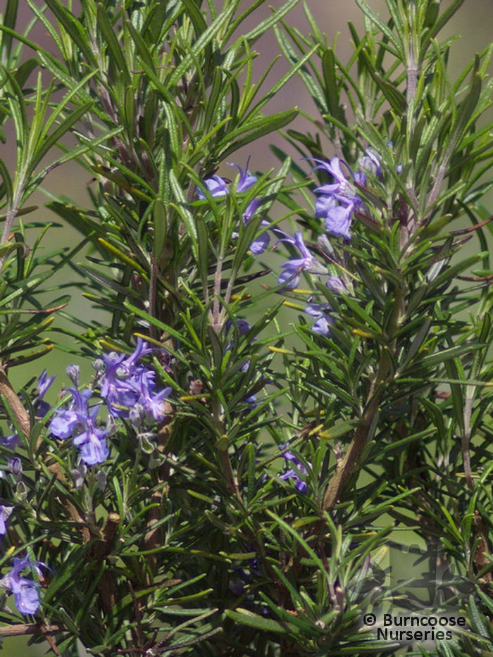 Rosmarinus Officinalis 'Tuscan Blue' from Burncoose Nurseries
