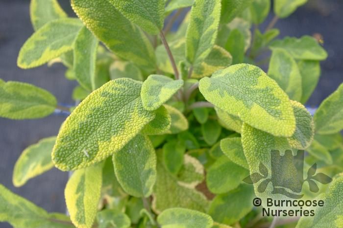 SALVIA officinalis 'Aurea' 