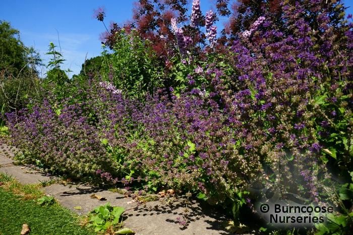 SALVIA verticillata 'Purple Rain' 