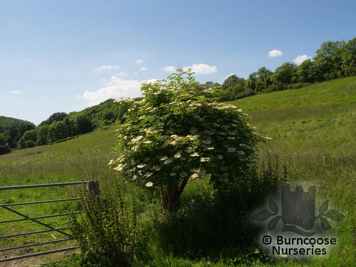 Sambucus Nigra from Burncoose Nurseries