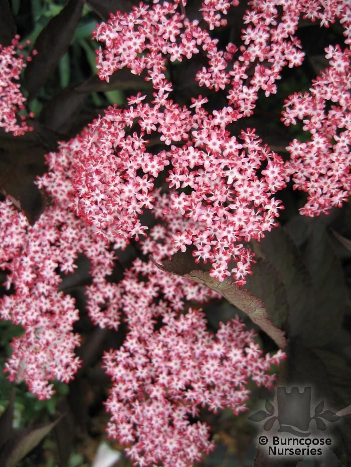 Sambucus Nigra 'Black Beauty' from Burncoose Nurseries