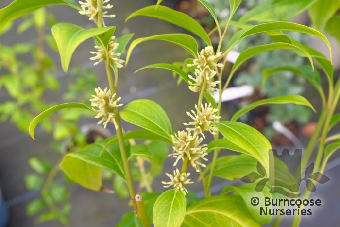 SARCOCOCCA zeylanica  