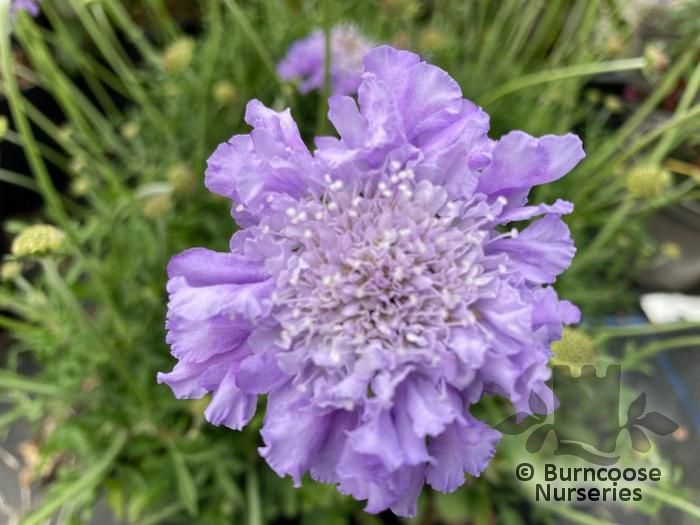 SCABIOSA 'Butterfly Blue'  