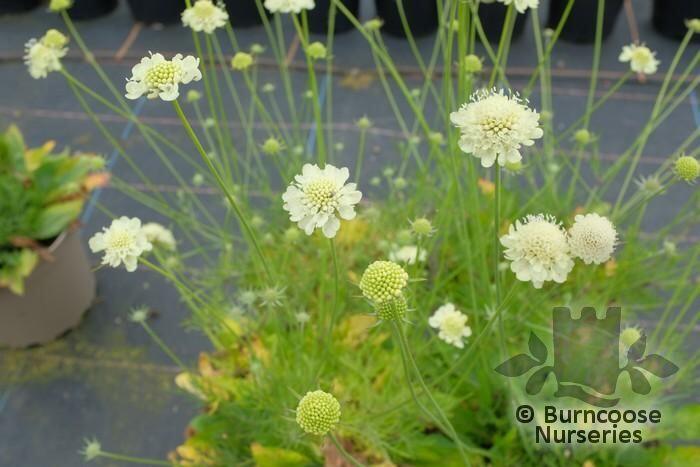 Scabiosa 'Moon Dance' from Burncoose Nurseries