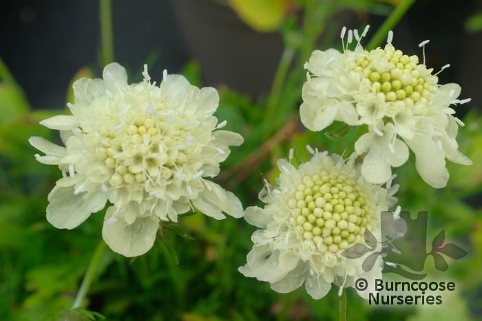 SCABIOSA 'Moon Dance'  