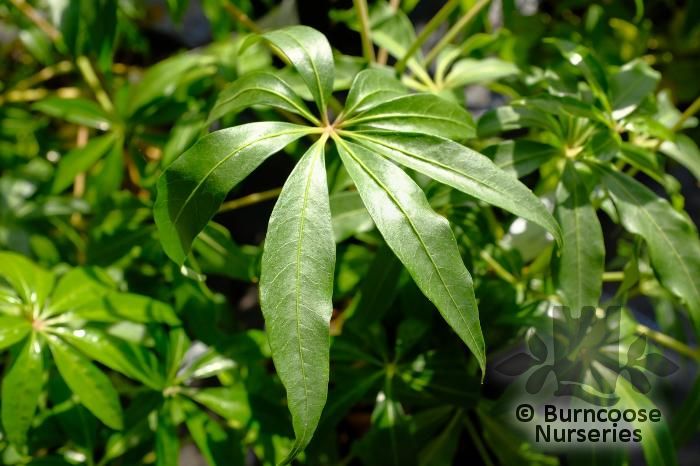 SCHEFFLERA 'Winter Jungle'  