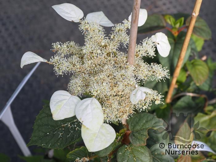 SCHIZOPHRAGMA hydrangeoides 'Moonlight' 