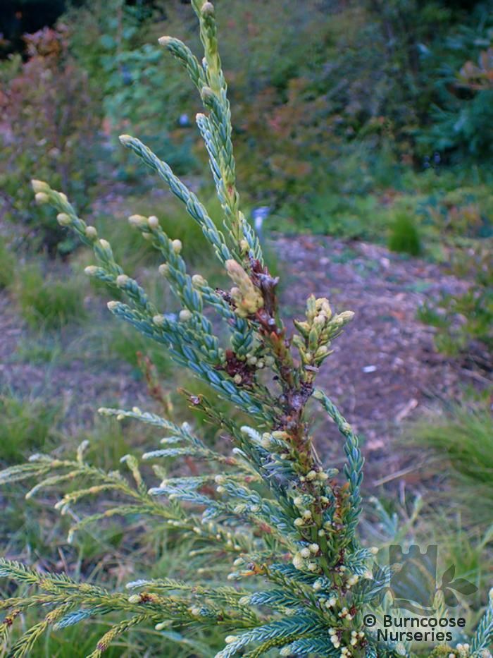 SEQUOIA sempervirens 'Adpressa' 