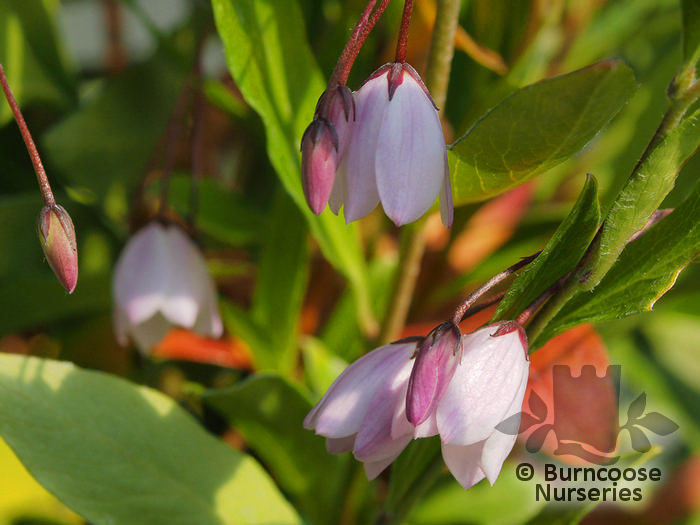 SOLLYA heterophylla 'Pink Charmer' 