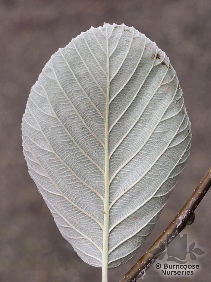 SORBUS thibetica 'John Mitchell' 