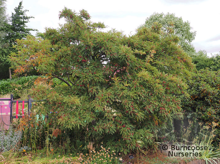 SORBUS vilmorinii  