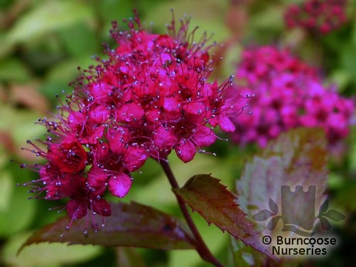 Spiraea Japonica Anthony Waterer From Burncoose Nurseries