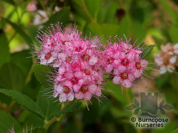 SPIRAEA japonica 'Little Princess' 
