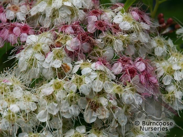 SPIRAEA japonica 'Shirobana' 