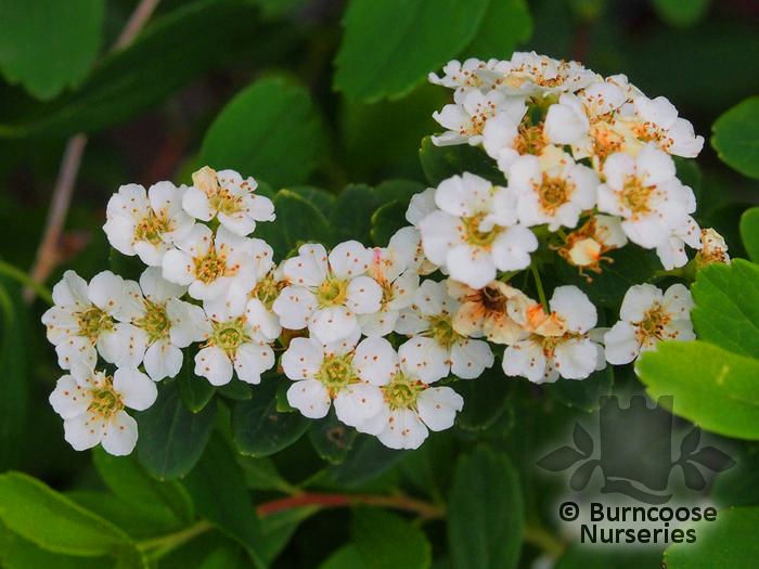 SPIRAEA nipponica 'Snowmound' 