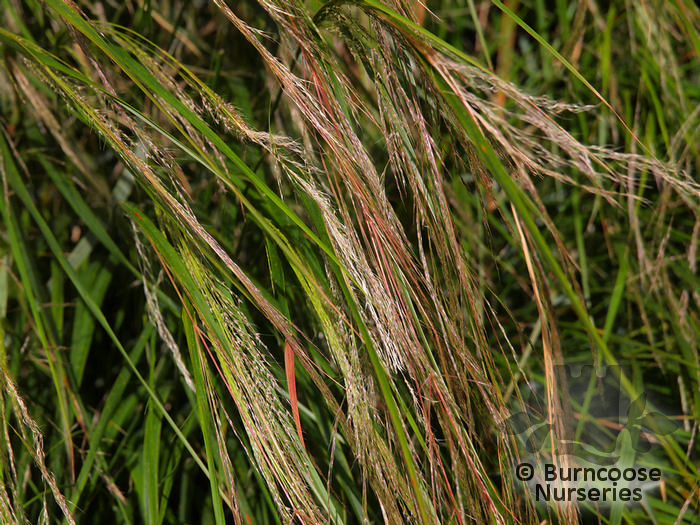 Stipa Tenuissima from Burncoose Nurseries