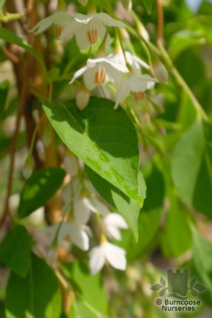 STYRAX japonicus 'Fragrant Fountain' 