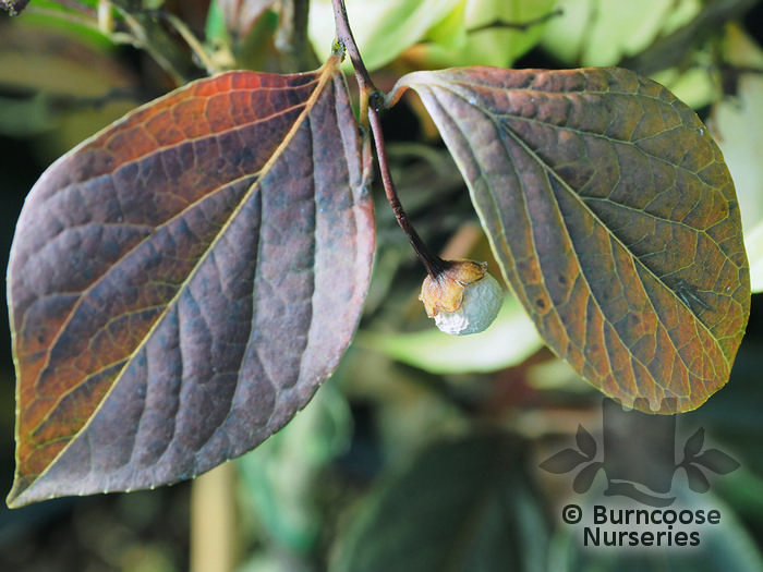 STYRAX japonicus 'Purple Dress' 