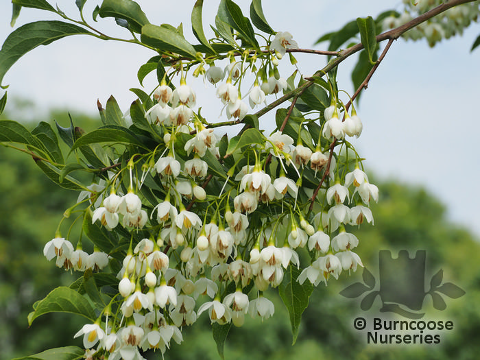 Styrax Japonicus ‘Snowcone’ from Burncoose Nurseries