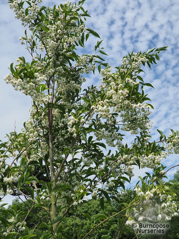 Styrax Japonicus ‘Snowcone’ from Burncoose Nurseries