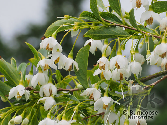 Styrax Japonicus ‘Snowcone’ from Burncoose Nurseries