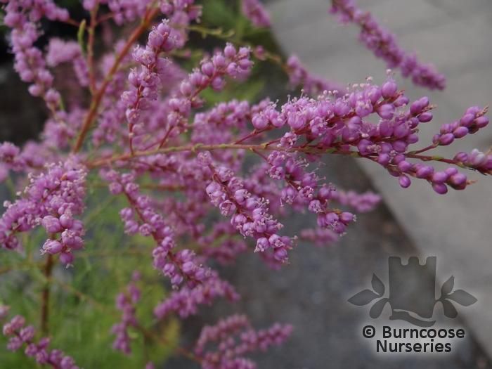 TAMARIX ramosissima 'Pink Cascade' 