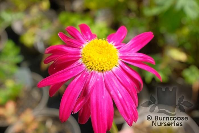 TANACETUM coccineum 'Robinson's Red' 