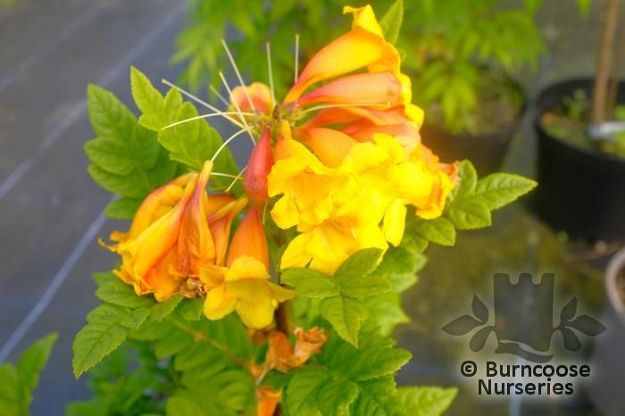 TECOMA capensis 'Tropical Twist' 
