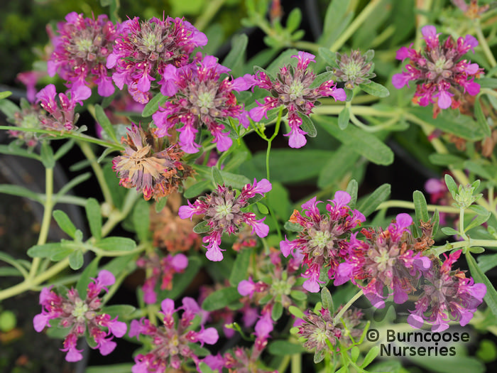 TEUCRIUM ackermannii  